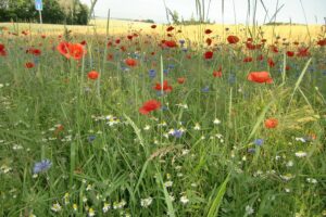 Sommer mit bunten Feldern